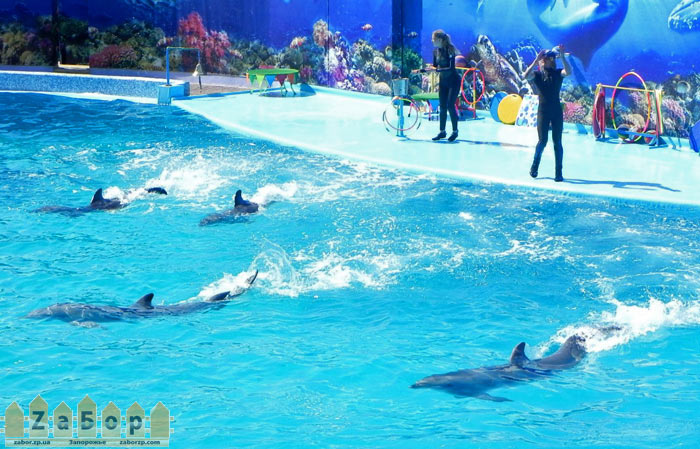 Открытие дельфинария Оскар в Кирилловке